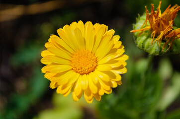 calendula flower close up, summer