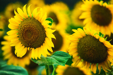 Obraz premium Beautiful field of blooming sunflowers against sunset golden light and blurry landscape background