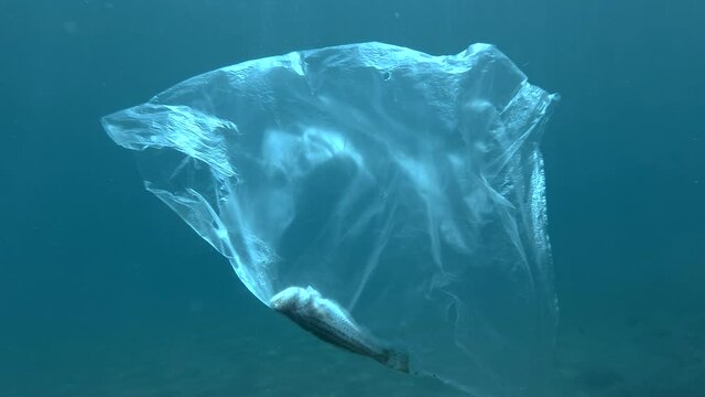 Dead Greater weever fish (Trachinus draco) hitting trapped in plastic bag drifting in the blue water in sunrays. Discarded transparent plastic bag with died fish inside floats in the water column
