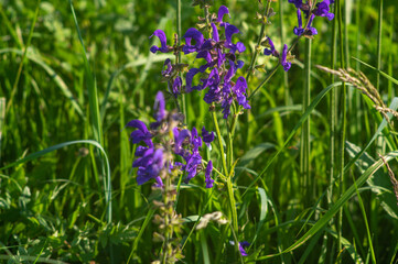 Flowers of Salvia close up on a meadow