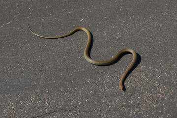 Kruger National Park: Olive grass snake