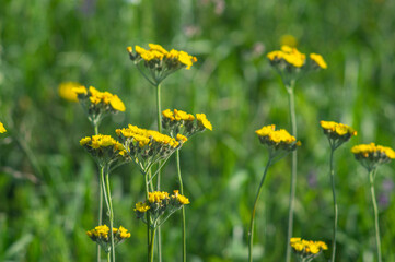 Flowers of Tansy close up on a meadow