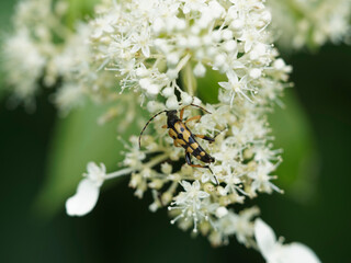 (Rutpela maculata) Lepture tacheté ou strangalia tachetée