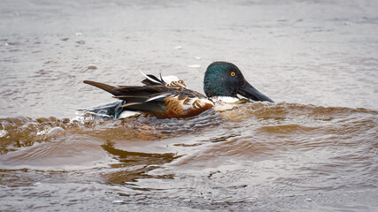 A northern shoveler duck battling the waves
