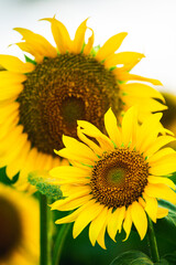Obraz premium Beautiful field of blooming sunflowers against sunset golden light and blurry landscape background