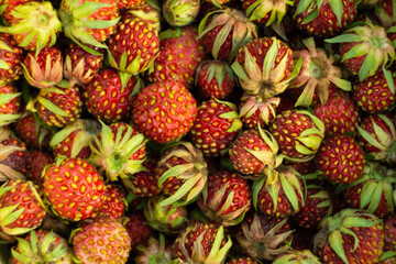 Fototapeta premium Many small berries of wild strawberry. Red berries with green leaves. Forest strawberry.