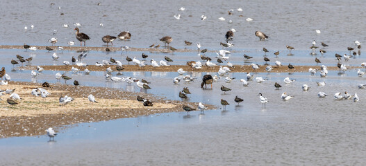 A small flock of wading birds in the water in coastal Norfolk UK