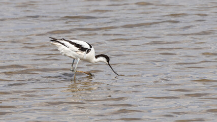 A beautiful  Avocet, wading bird, in water