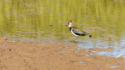 A single Lapwing bird walking in water looking for food