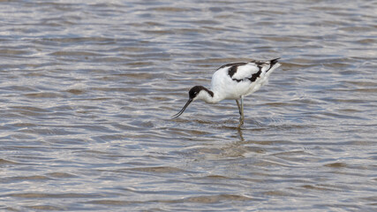 Fototapeta premium A beautiful Avocet, wading bird, in water