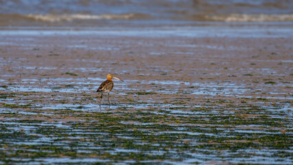 A single Black Tailed Godwit wading bird standing on a lonely beach