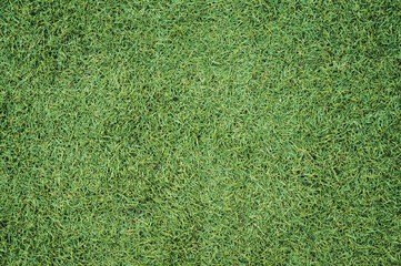 Fototapeta premium artificial grass texture