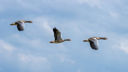 A small flock of Greylag Geese in flight