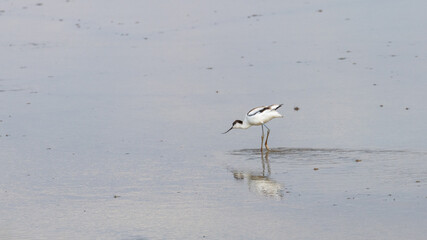 A beautiful  Avocet, wading bird, in water