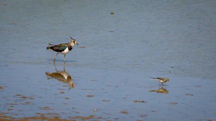 A Lapwing bird walking in water looking for food with a wagtail