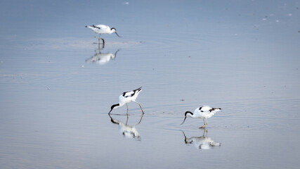 A beautiful flock of Avocets, wading birds, in water