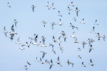 Flock of flying sea birds, Avocets, Godwit and Black Heaed Gulls