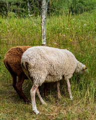 Obraz na płótnie Canvas sheep in a field