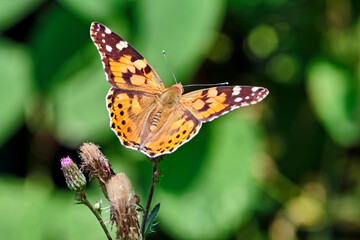 Distelfalter ( Vanessa cardui ) auf dem Blütenstand einer Eselsdistel ( Onopordum acanthium ).