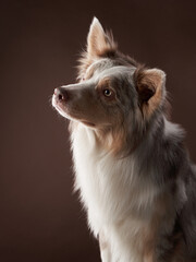 portrait of a dog on on brown background. marble fawn border collie in studio - obrazy, fototapety, plakaty