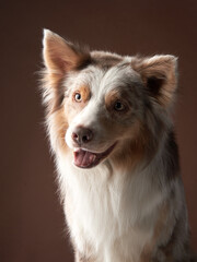 portrait of a dog on on brown background. marble fawn border collie in studio