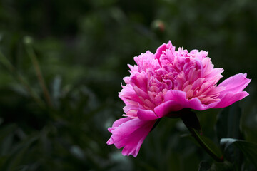 Obraz premium Pink flower peony against the background of green grass.