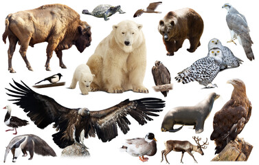 Set of brown bear and other North American animals. Isolated on white background with shade