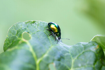 Mint leaf beetle, Chrysolina herbacea