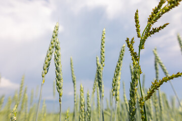 Golden yellow green spikelets of ripe wheat in field on blue sky background. Panoramic view of beautiful rural landscape, selective focus