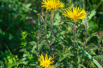 Flowers of Inula close up on a meadow