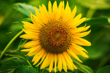Obraz premium Beautiful field of blooming sunflowers against sunset golden light and blurry landscape background