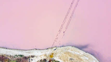 The pink lake - stock photo © Ekaterina