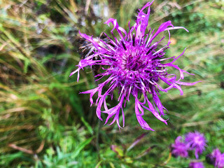 thistle flower