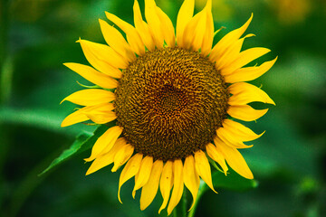 Beautiful field of blooming sunflowers against sunset golden light and blurry landscape background