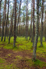 An image of a dancing forest on the Curonian Spit in the Kaliningrad region in Russia.