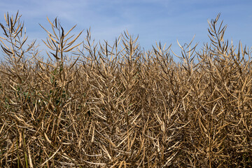Ripe brown canola field as a background, blue sky