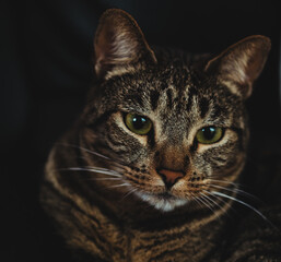 Portrait of sick cat with sad look has to go to the vet