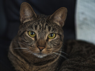 Bored and patiently cat looking at his human while taking a picture