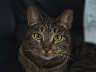 Attentive gaze cat portrait ready to hunt with copy space