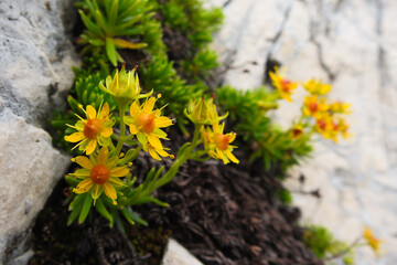 Sassifraga (Saxifraga aizoides) con fioritura gialla su roccia