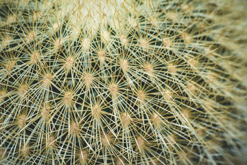 Closeup shot of sharp spikes on a cactus plant
