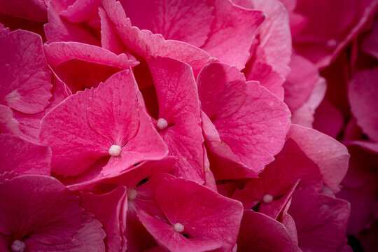 Closeup shot of blooming pink Mangolia flowers