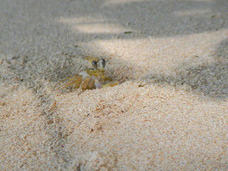 crab on the sand