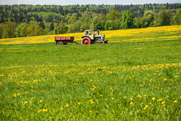 Fototapeta premium Summer rural landscape. Dandelion field and a tractor with a cart on the horizon.