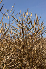 Fototapeta premium Vertical image of ripe harvest of rapeseed against blue sky