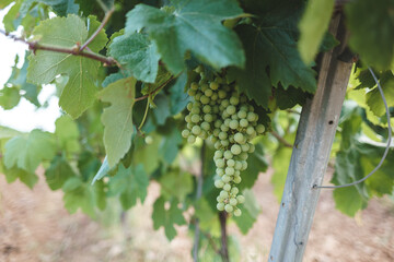 cluster of green grapes on a vine