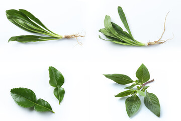 thai food ingredients and herb