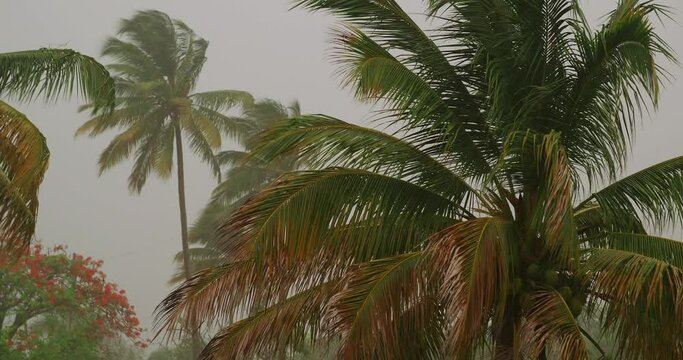 Palm trees during heavy wind or hurricane. Rainy day.