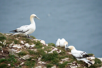 Gannet, Morus bassanus