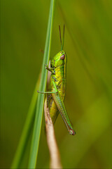 Euthystira brachyptera